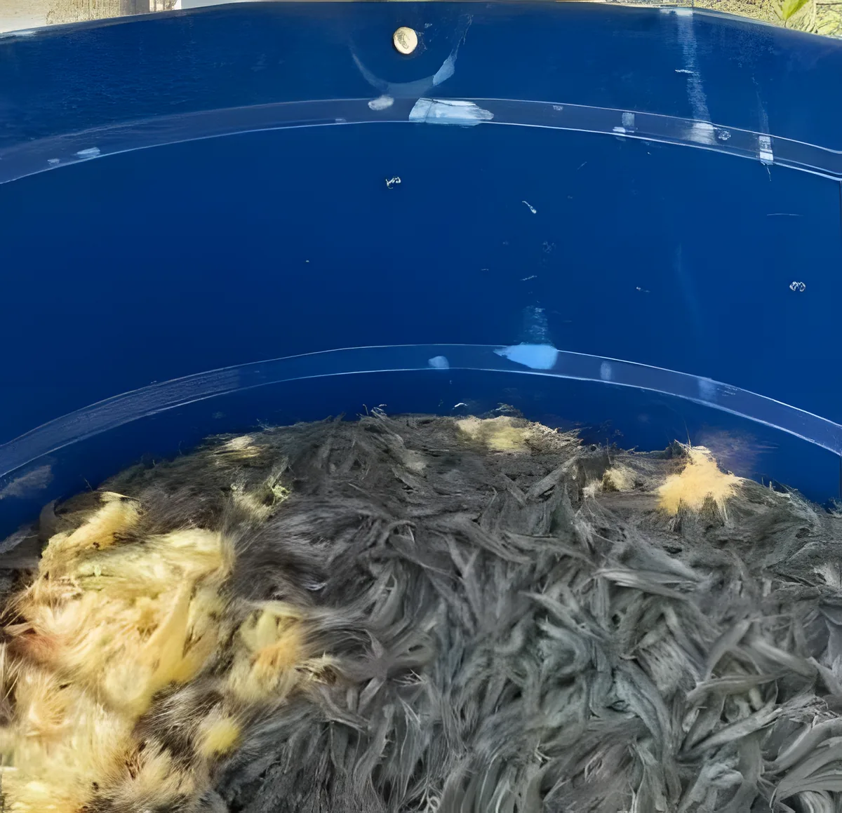 Pós-larvas de camarão no tanque